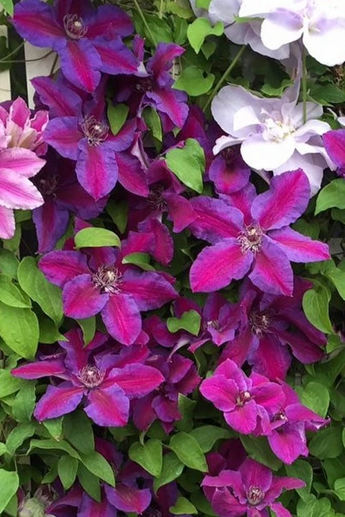 Mrs. Norman Thompson Clematis - 1 Gallon Pot 7 Mrs. Norman Thompson Clematis - 1 Gallon Pot - Image 7