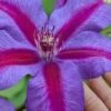 Mrs. Norman Thompson Clematis - 1 Gallon Pot