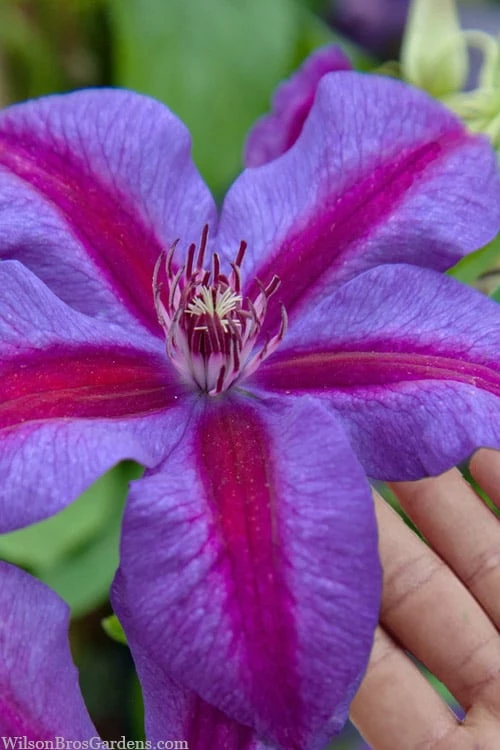 Mrs. Norman Thompson Clematis - 1 Gallon Pot 1 Mrs. Norman Thompson Clematis - 1 Gallon Pot