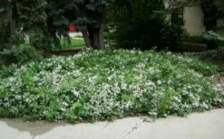 Mrs. Robert Brydon Clematis - 1 Gallon Pot -Wilson Bros Gardens Shop clematis mrs robert brydon 4