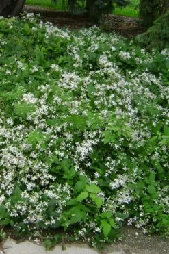 Mrs. Robert Brydon Clematis - 1 Gallon Pot -Wilson Bros Gardens Shop clematis mrs robert brydon 6