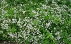 Mrs. Robert Brydon Clematis - 1 Gallon Pot -Wilson Bros Gardens Shop clematis mrs robert brydon 7