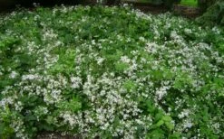 Mrs. Robert Brydon Clematis - 1 Gallon Pot -Wilson Bros Gardens Shop clematis mrs robert brydon 8