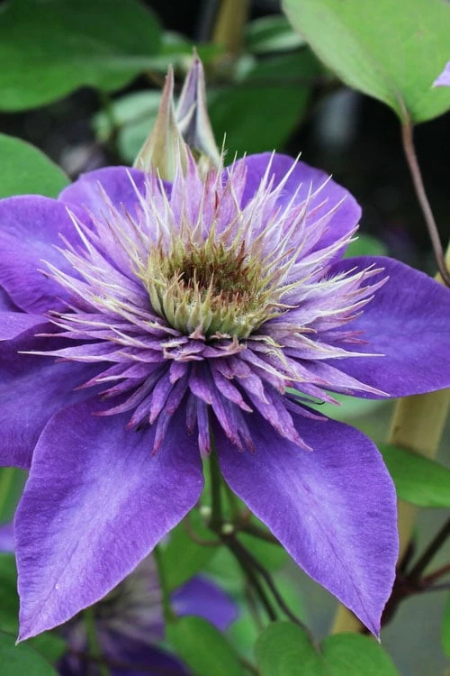 Multi Blue Clematis - 2 Gallon Pot 1 Multi Blue Clematis - 2 Gallon Pot