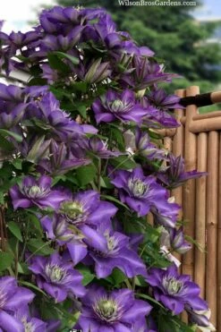 Multi Blue Clematis - 2 Gallon Pot 8 Multi Blue Clematis - 2 Gallon Pot -Wilson Bros Gardens Shop clematis multi blue 3