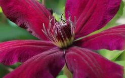 Niobe Clematis - 1 Gallon Pot -Wilson Bros Gardens Shop clematis niobe 1
