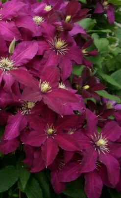 Niobe Clematis - 1 Gallon Pot -Wilson Bros Gardens Shop clematis niobe 2
