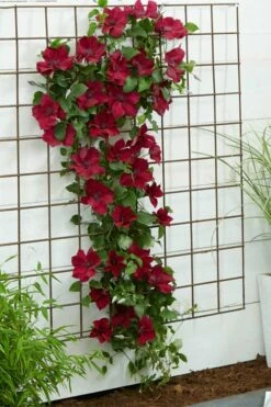 Nubia Clematis - 1 Gallon Pot -Wilson Bros Gardens Shop clematis nubia 1