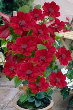 Nubia Clematis - 1 Gallon Pot -Wilson Bros Gardens Shop clematis nubia 3