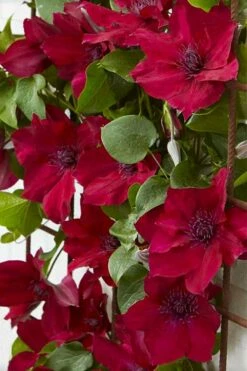 Nubia Clematis - 1 Gallon Pot -Wilson Bros Gardens Shop clematis nubia 4
