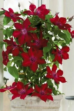 Nubia Clematis - 1 Gallon Pot -Wilson Bros Gardens Shop clematis nubia 5