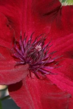 Nubia Clematis - 1 Gallon Pot -Wilson Bros Gardens Shop clematis nubia 6