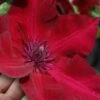 Nubia Clematis - 1 Gallon Pot