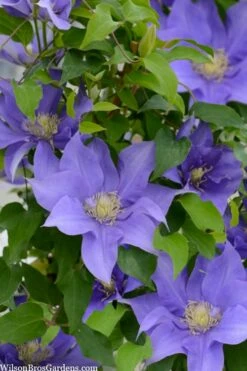 Olympia Clematis - 1 Gallon Pot -Wilson Bros Gardens Shop clematis olympia 2