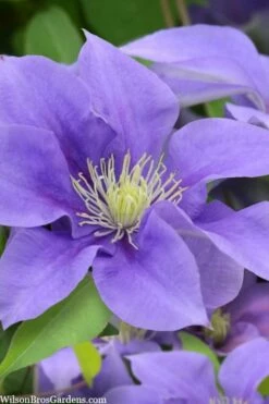 Olympia Clematis - 1 Gallon Pot -Wilson Bros Gardens Shop clematis olympia 5