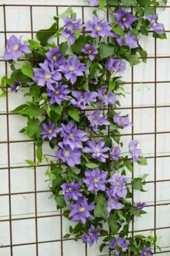 Olympia Clematis - 1 Gallon Pot -Wilson Bros Gardens Shop clematis olympia 6