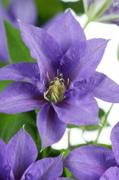 Olympia Clematis - 1 Gallon Pot