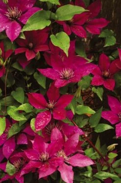 Picardy Clematis - 1 Gallon Pot -Wilson Bros Gardens Shop clematis picardy 9