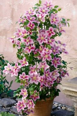 Piilu Clematis (Little Duckling) - 1 Gallon Pot -Wilson Bros Gardens Shop clematis piilu 3