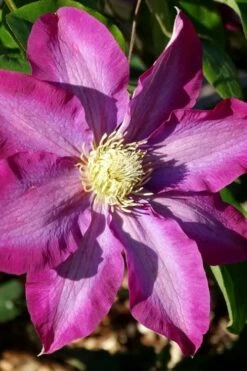 Pink Champagne Clematis - 1 Gallon Pot -Wilson Bros Gardens Shop clematis pink champagne 2