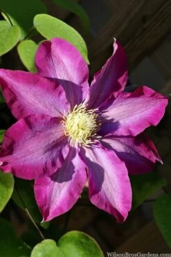 Pink Champagne Clematis - 1 Gallon Pot -Wilson Bros Gardens Shop clematis pink champagne