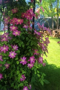 Pink Champagne Clematis - 1 Gallon Pot -Wilson Bros Gardens Shop clematis pink champagne 4