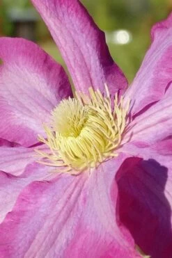 Pink Champagne Clematis - 1 Gallon Pot -Wilson Bros Gardens Shop clematis pink champagne 6