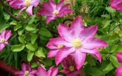 Pink Champagne Clematis - 1 Gallon Pot -Wilson Bros Gardens Shop clematis pink champagne 8
