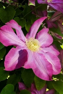 Pink Champagne Clematis - 1 Gallon Pot -Wilson Bros Gardens Shop clematis pink champagne 9