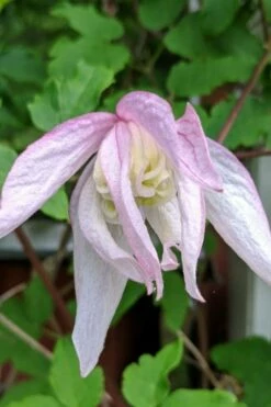 Pink Flamingo Clematis - 1 Gallon Pot -Wilson Bros Gardens Shop clematis pink flamingo 6