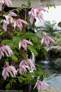Pink Flamingo Clematis - 1 Gallon Pot -Wilson Bros Gardens Shop clematis pink flamingo 9