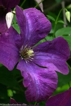 Polish Spirit Clematis - 1 Gallon Pot 16 Polish Spirit Clematis - 1 Gallon Pot -Wilson Bros Gardens Shop clematis polish spirit 1