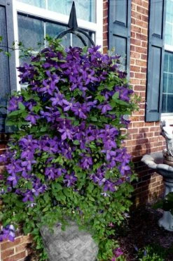 Polish Spirit Clematis - 1 Gallon Pot 13 Polish Spirit Clematis - 1 Gallon Pot -Wilson Bros Gardens Shop clematis polish spirit 10