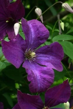 Polish Spirit Clematis - 1 Gallon Pot 17 Polish Spirit Clematis - 1 Gallon Pot -Wilson Bros Gardens Shop clematis polish spirit 2