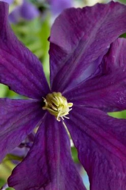 Polish Spirit Clematis - 1 Gallon Pot 15 Polish Spirit Clematis - 1 Gallon Pot -Wilson Bros Gardens Shop clematis polish spirit 5