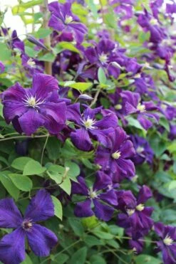 Polish Spirit Clematis - 1 Gallon Pot 14 Polish Spirit Clematis - 1 Gallon Pot -Wilson Bros Gardens Shop clematis polish spirit 6
