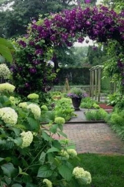 Polish Spirit Clematis - 1 Gallon Pot 12 Polish Spirit Clematis - 1 Gallon Pot -Wilson Bros Gardens Shop clematis polish spirit 7