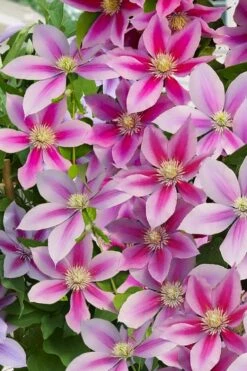 Poseidon Clematis - 1 Gallon Pot -Wilson Bros Gardens Shop clematis poseidon 11