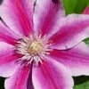 Poseidon Clematis - 1 Gallon Pot