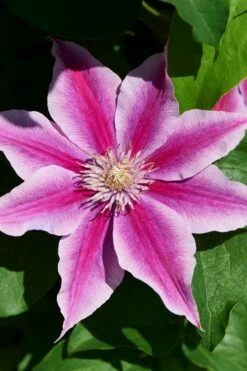 Poseidon Clematis - 1 Gallon Pot -Wilson Bros Gardens Shop clematis poseidon 9