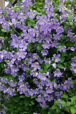 Prince Charles Clematis - 1 Gallon Pot -Wilson Bros Gardens Shop clematis prince charles 1