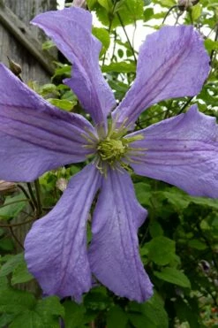 Prince Charles Clematis - 1 Gallon Pot -Wilson Bros Gardens Shop clematis prince charles 4