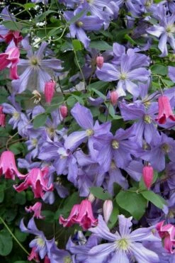 Prince Charles Clematis - 1 Gallon Pot -Wilson Bros Gardens Shop clematis prince charles 6