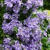 Prince Charles Clematis - 1 Gallon Pot