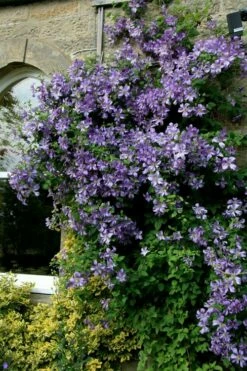 Prince Charles Clematis - 1 Gallon Pot -Wilson Bros Gardens Shop clematis prince charles 9