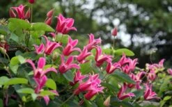 Princess Diana Clematis - 1 Gallon Pot -Wilson Bros Gardens Shop clematis princess diana 1