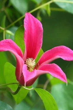 Princess Diana Clematis - 1 Gallon Pot -Wilson Bros Gardens Shop clematis princess diana 3