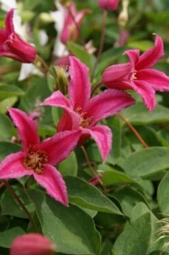 Princess Diana Clematis - 1 Gallon Pot -Wilson Bros Gardens Shop clematis princess diana 4