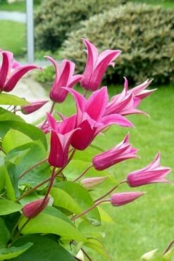 Princess Diana Clematis - 1 Gallon Pot -Wilson Bros Gardens Shop clematis princess diana 5