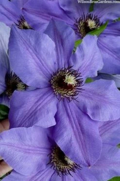 Ramona Clematis - 1 Gallon Pot